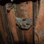 Kako ukloniti osinje gnijezdo