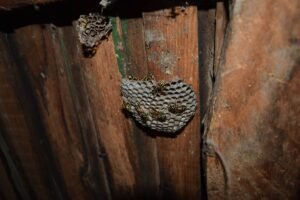 Kako ukloniti osinje gnijezdo