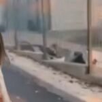 Napad pasa lutalica u Donjoj Špionici