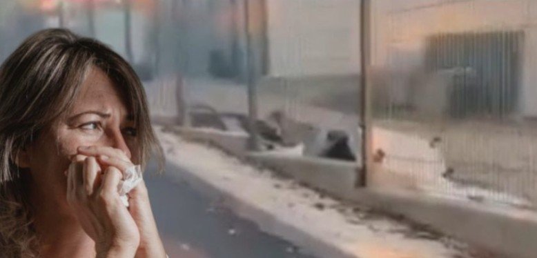 Napad pasa lutalica u Donjoj Špionici